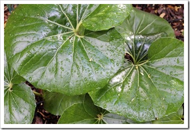 Farfugium, oh farfugium